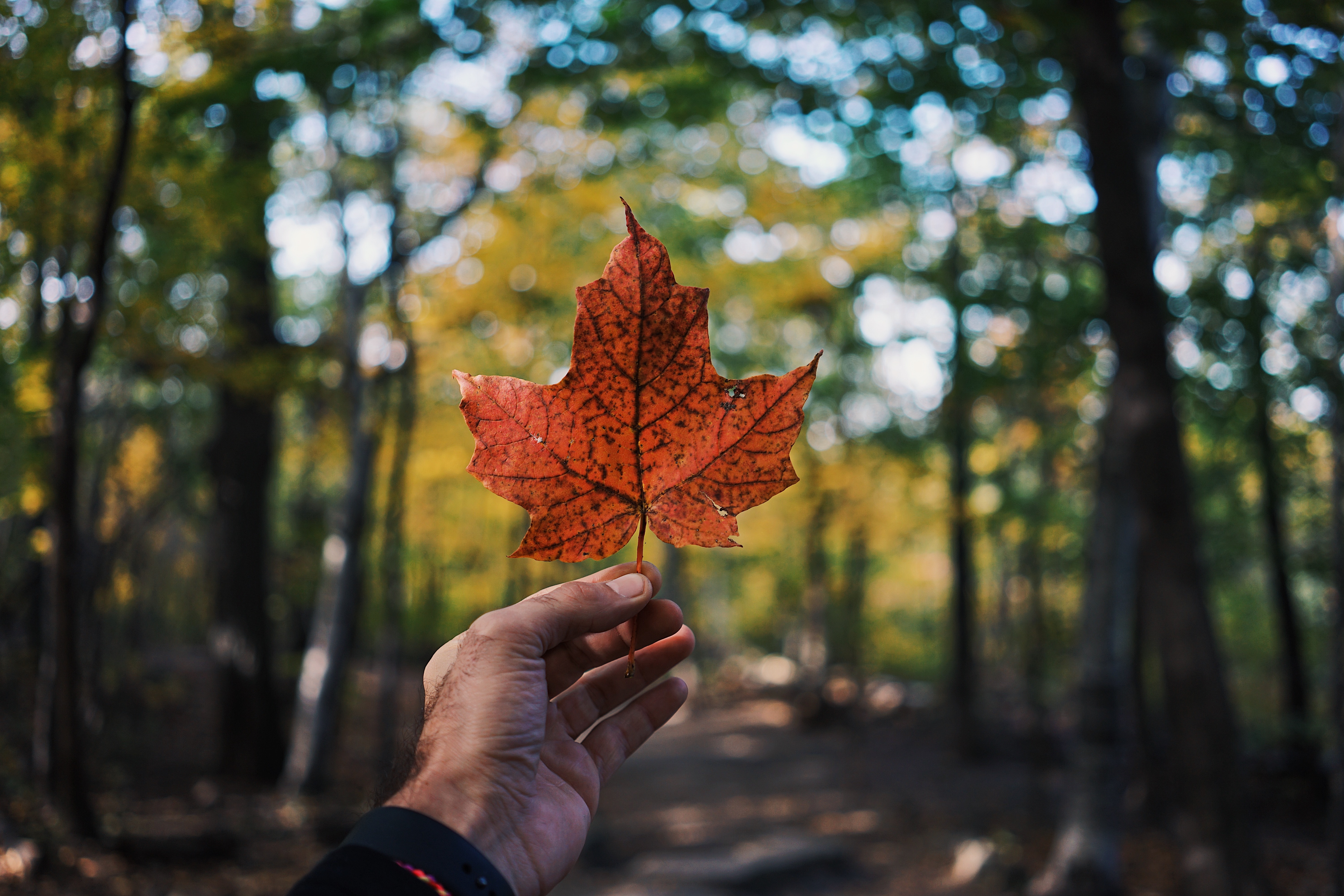 maple leaf top Canadian pensions 2018