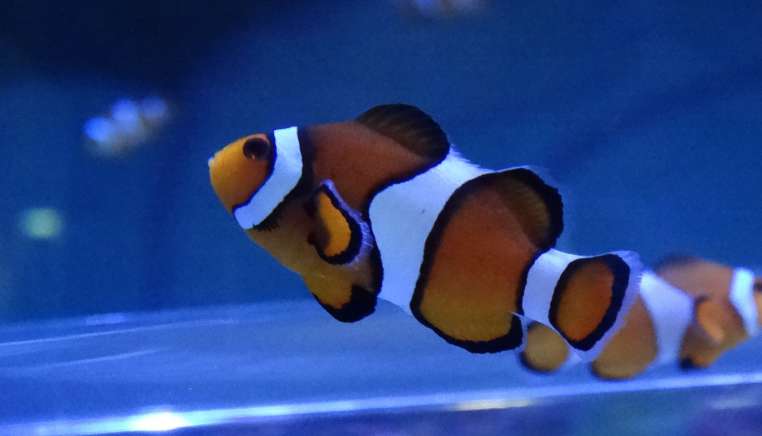 clownfish alternative income