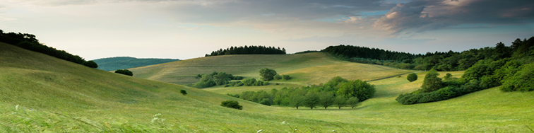 Grassy landscape