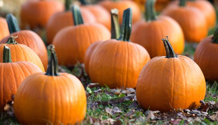 october outlook pumpkins
