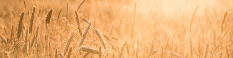 golden field